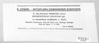 Image of Meliola anacardii